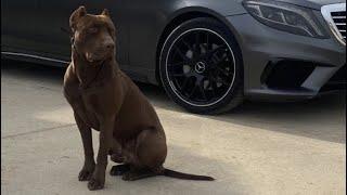 #pitbull KING DRAGON LIFE @DragonlifeAgop