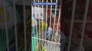 subscribe to CraZMommy/beautiful birds️#subscribe #viral #trending #shorts #fun #short #youtube
