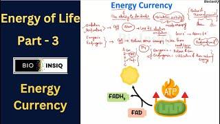 Energy of Life - part 3 | Biology Basic Concept 2024 | Conceptual knowledge