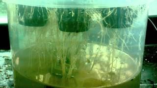 Roots Growing Timelapse - Pepper Plant Roots Growing