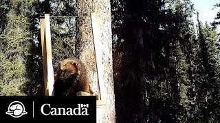 Protecting a Declining Wolverine Population | Field Notes | Parks Canada