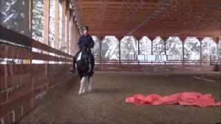 Young horse 30 days under saddle with the principles of Philippe Karl's Legerete