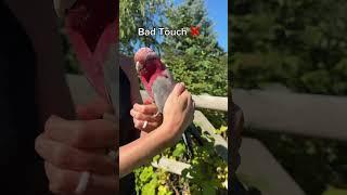 Know the difference! #music #birds #cockatoo