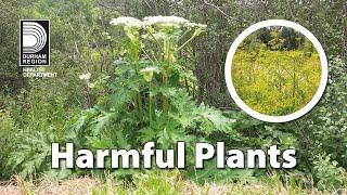 Harmful Plants