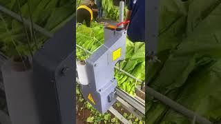 The process of binding tobacco leaves with a concrete thread using a machine
