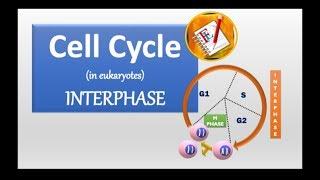 Cell cycle and Interphase