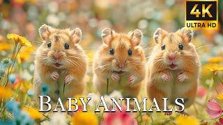 The Most Amazing Baby Animals 4K ~ Collection Of Happy Animal Moments With Relaxing Piano Music