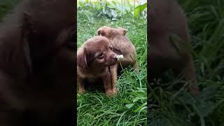 Cute toy terrier puppies.  Милые щенки той-терьера.