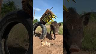 Create a new wild boar trap using bamboo and coconut trees