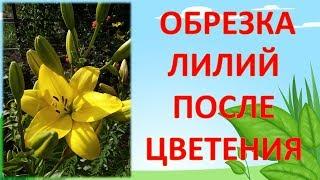 НЕ ОБРЕЗАЙТЕ ЛИЛИИ ПОСЛЕ ЦВЕТЕНИЯ, ПОКА НЕ ПОСМОТРИТЕ ЭТО ВИДЕО!!! Как обрезать лилии после цветения