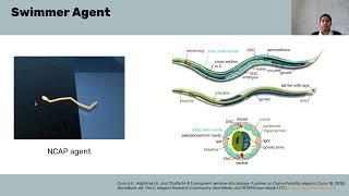 NeuroAI - Macrocircuits Project Intro