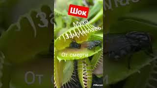 муха сдохла мучительно