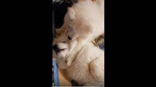 Какая милота!) Самоед играет с сыном и мило выполняет команды)) Samoyed and puppy training) Cuties!)