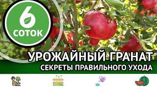 Урожайный гранат. Секреты правильного ухода. 6 соток 21.10.2024