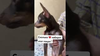 НАШ РЕАЛЬНЫЙ ПАЦАН!  #shorts #словопацана #собака #питомцы