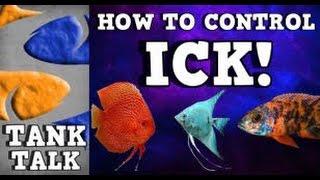 "How to control Ick" Tank Talk 8/11/13 Presented by KGTropicals