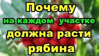 Почему на каждом приусадебном участке должна расти рябина?