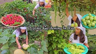 My Organic Gardening In Usa/Hard Work hard Payoff /Picking Organic Vegetables/Jenna Shrestha Garden