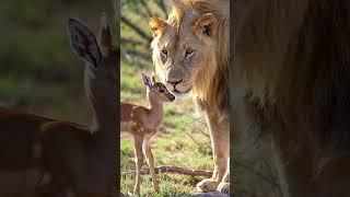 A heartwarming wildlife scene in 4K #heartwarming #wildlife #shorts