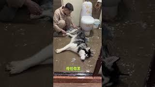 不拆：下雪天和爹地抱更配喲 哈哈：在這雪地上自由的飛翔 #哈士奇 #萌寵 #雪地里撒歡