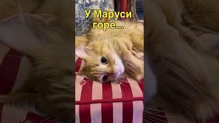 #данапротасова #маруся #котики #кошкиндомдонецк #помощьживотным #спасениеживотных