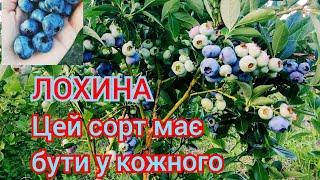 Обов'язково посадіть цей сорт лохини і він здивує вас! найкращий сорт лохини