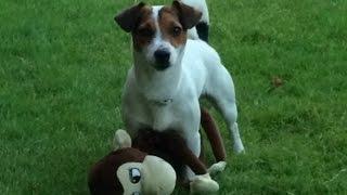 Chupito angry with your mouse cursor! Jack Russel