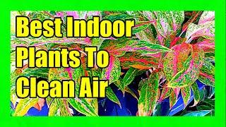 Best Indoor Plants To Clean Air For Oxygen: 11 Air Purifying Indoor Houseplants