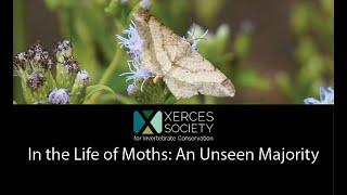 In the Life of Moths: An Unseen Majority