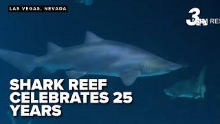 Shark Reef Aquarium marks 25 years with special events and attractions at Mandalay Bay