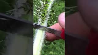 Thistle Sticks! #forage #forager #bushcraft #herbal #thistle