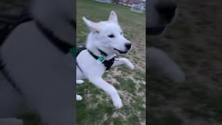 The flying husky you dreamt of ) #husky #funny #dog #shorts #short #youtube #youtubeshorts #doglover