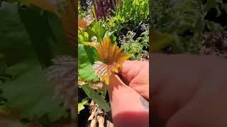Purple Grape Vineyard Propagation #vines