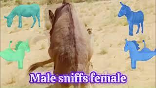 New Donkey Mating video #donkey #donkeylovers #donkeymating