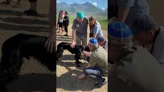 Kyrgyz dog breed - Taigan   #kyrgyzstan #travel #adventuretourism #horse #adventuretravel