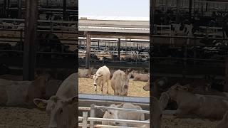 "A Day at Saudi Arabia’s Mega Cow Farm  | Pure Farm Life"