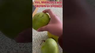 HUBBY WENT TO GOLF And BROUGHT  HOME THIS / Mangoes in Sydney  #asmr#australianlife