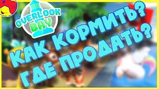  OVERLOOK BAY  Как кормить пета?Как заработать? ответы на вопросы. roblox