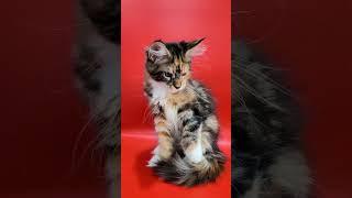 Nicol female color MCO f2209..born July 10.2023 Info pm