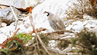 Keklik sesi chakor zark madi awaz sound voice @keklik-tv @kekliksesichakorbirds
