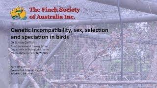 Genetic Incompatibility, sex, selection and speciation in birds