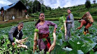 Wonderful Farming Life Of Mountain Village Nepal || Harvesting Radish || Countryside Life of Nepal