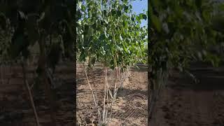 Himalaya Birke Mehrstämmig | Betula utilis 'Jacquemontii'