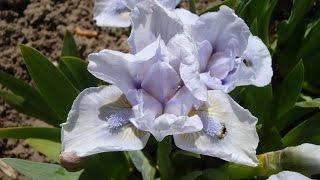 Iris pumila in spring garden