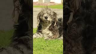 Comment the breed name️. #like #pets #viralvideo #cuteanimal #shorts #ytshorts #breed #love #dog