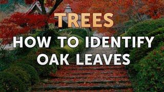 How to Identify Oak Leaves