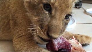 Lion cubs' dinner in the kitchen