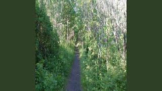 The Enticing Forest