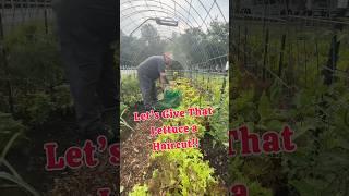 Giving our lettuce a haircut!!#lettuce #farmersmarket #growyourownfood
