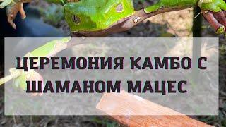 Церемония Камбо в Перу с шаманом племени Мацес